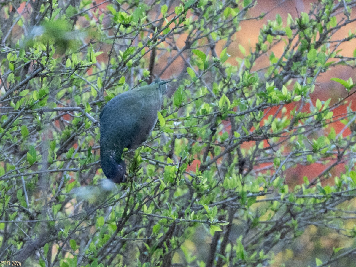 Scaly-headed Parrot - ML643195704