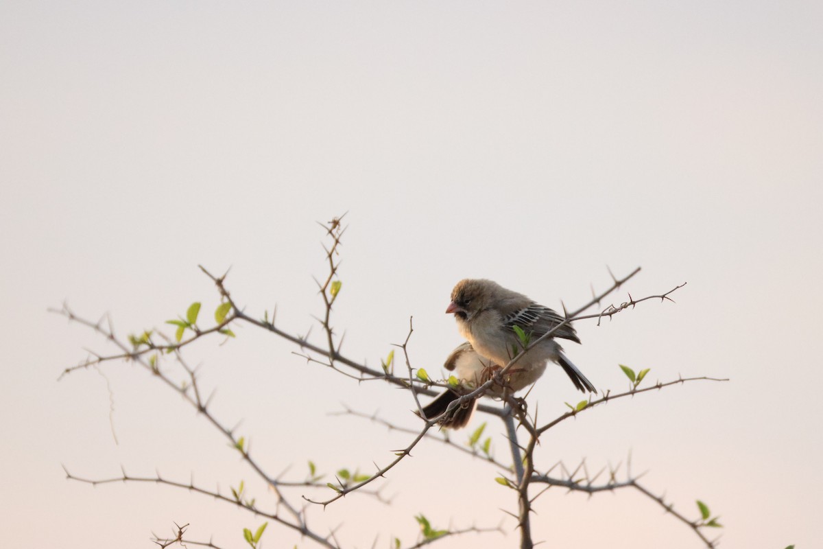 Scaly Weaver - ML643195708