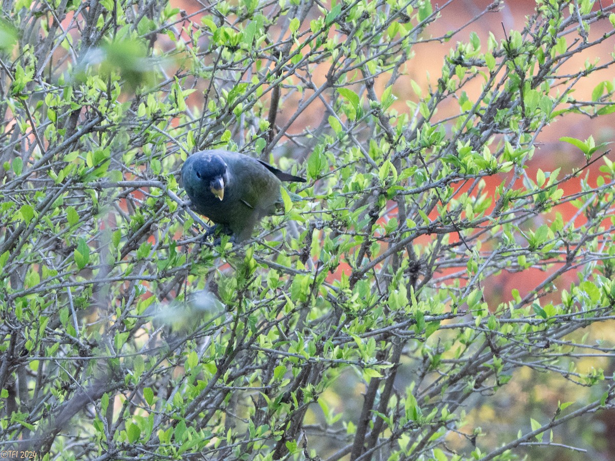 Scaly-headed Parrot - ML643195718