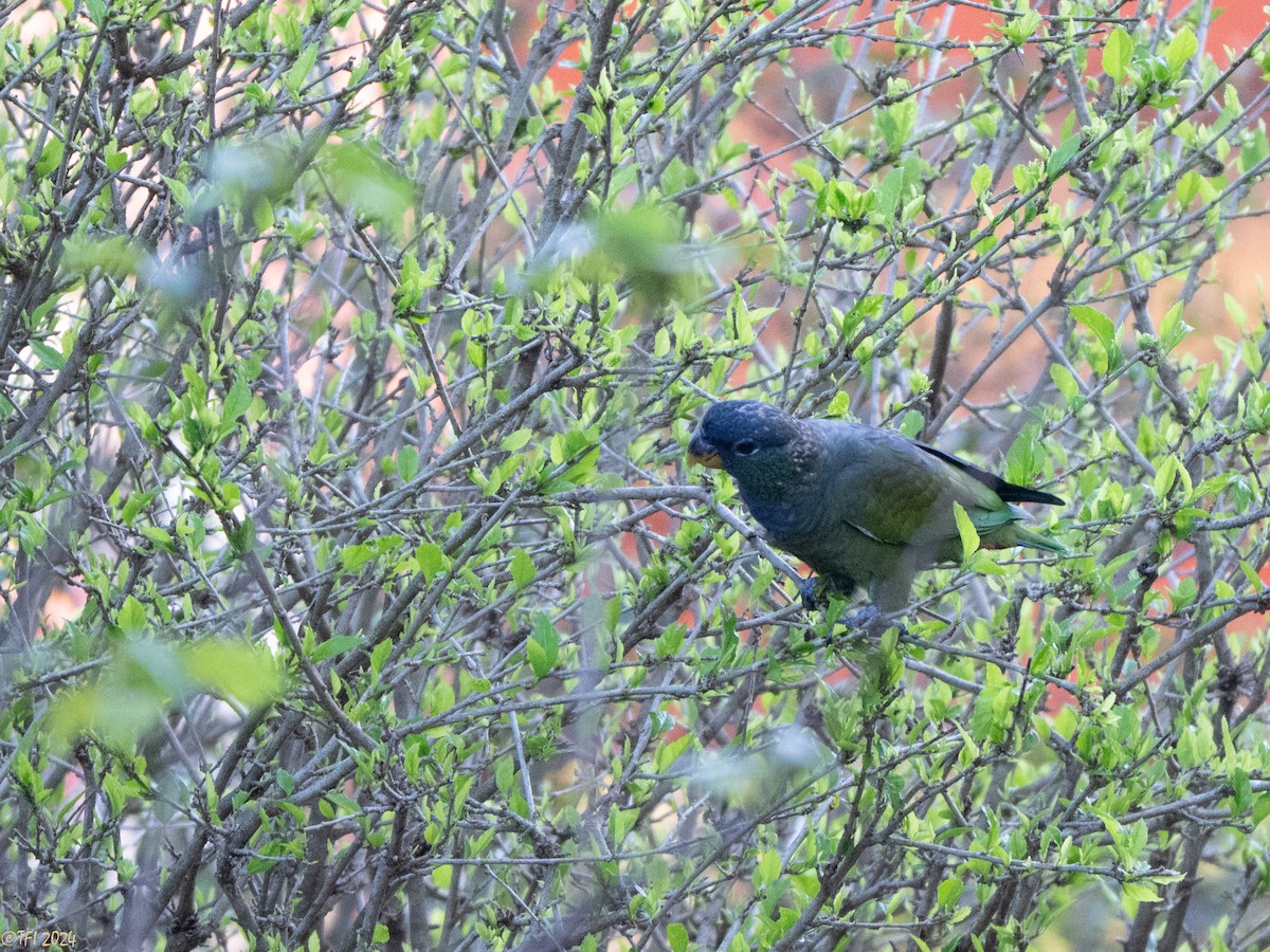 Scaly-headed Parrot - ML643195727