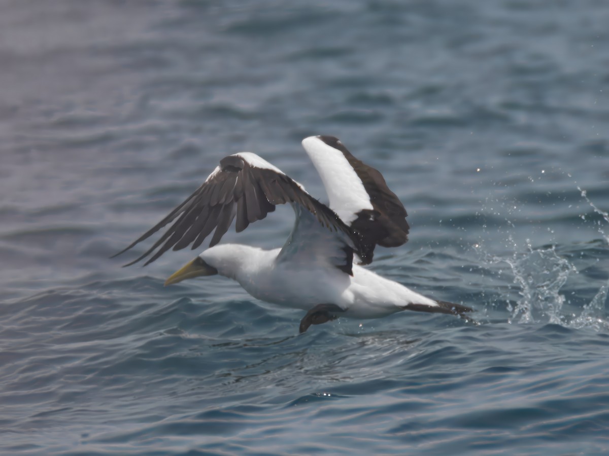 Masked Booby - ML643195728
