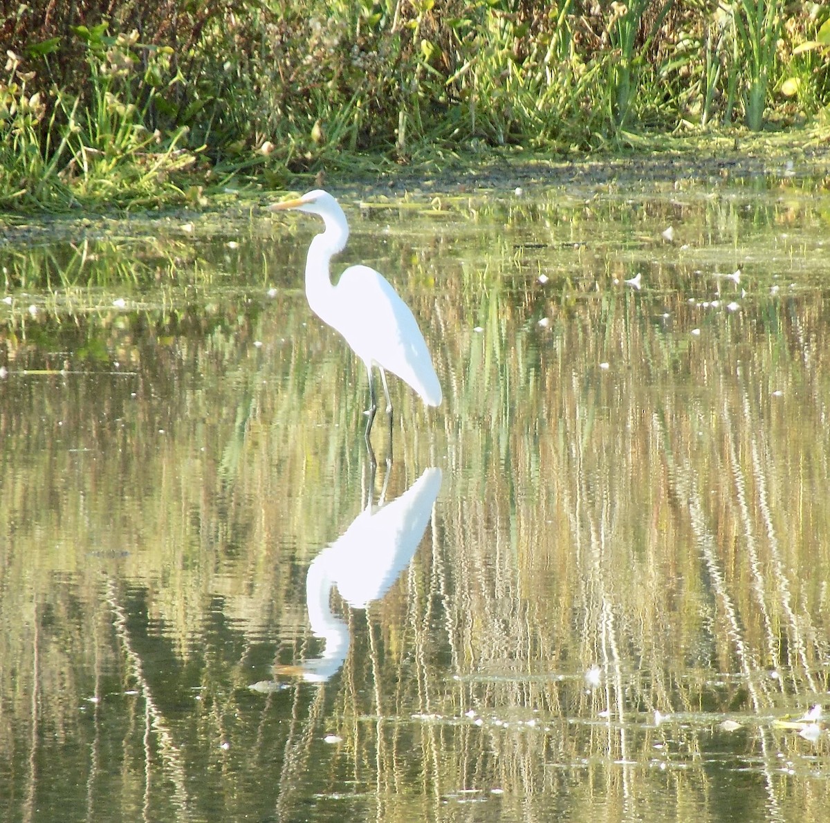 Grande Aigrette - ML643195730