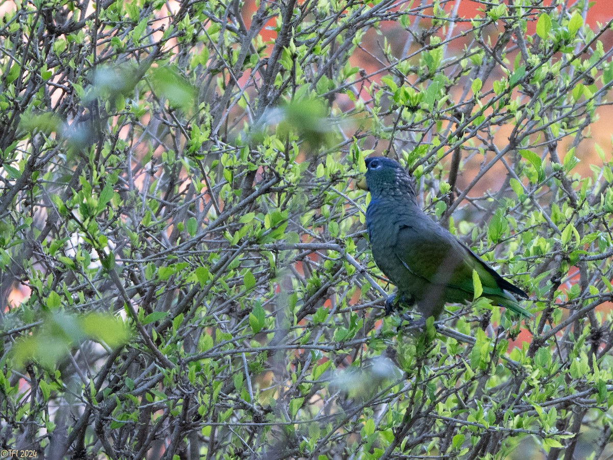 Scaly-headed Parrot - ML643195732