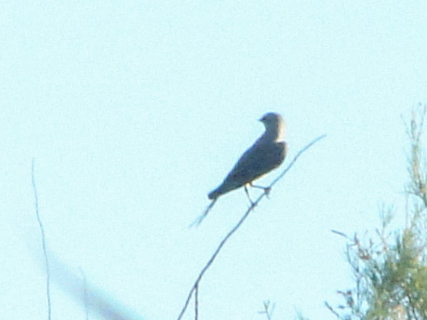 Scissor-tailed Flycatcher - ML643195742
