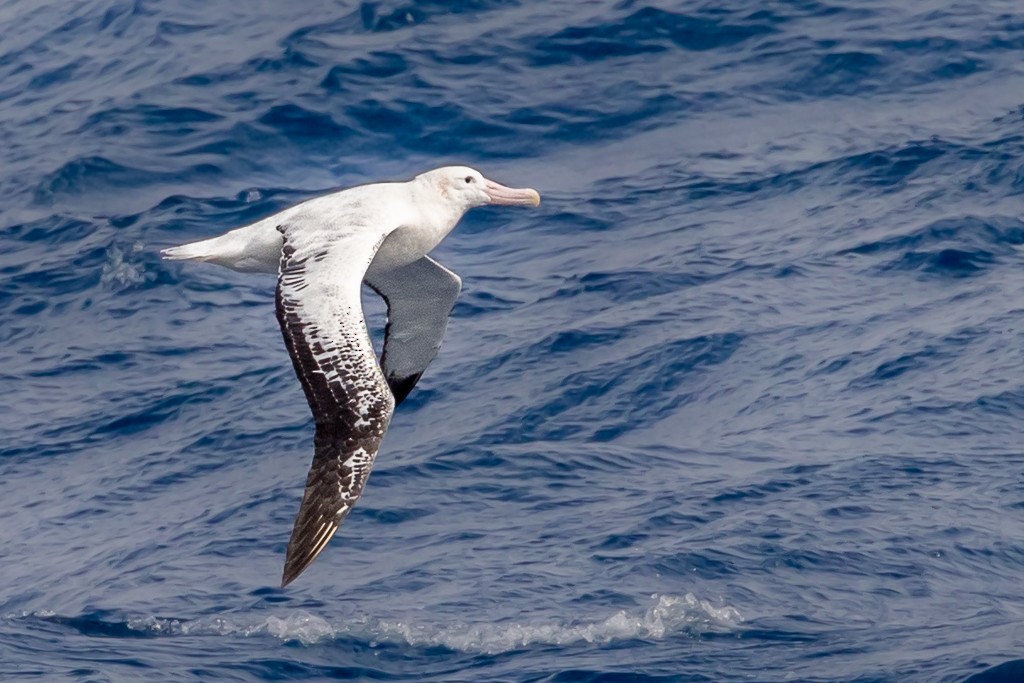 Snowy Albatross - ML643195757