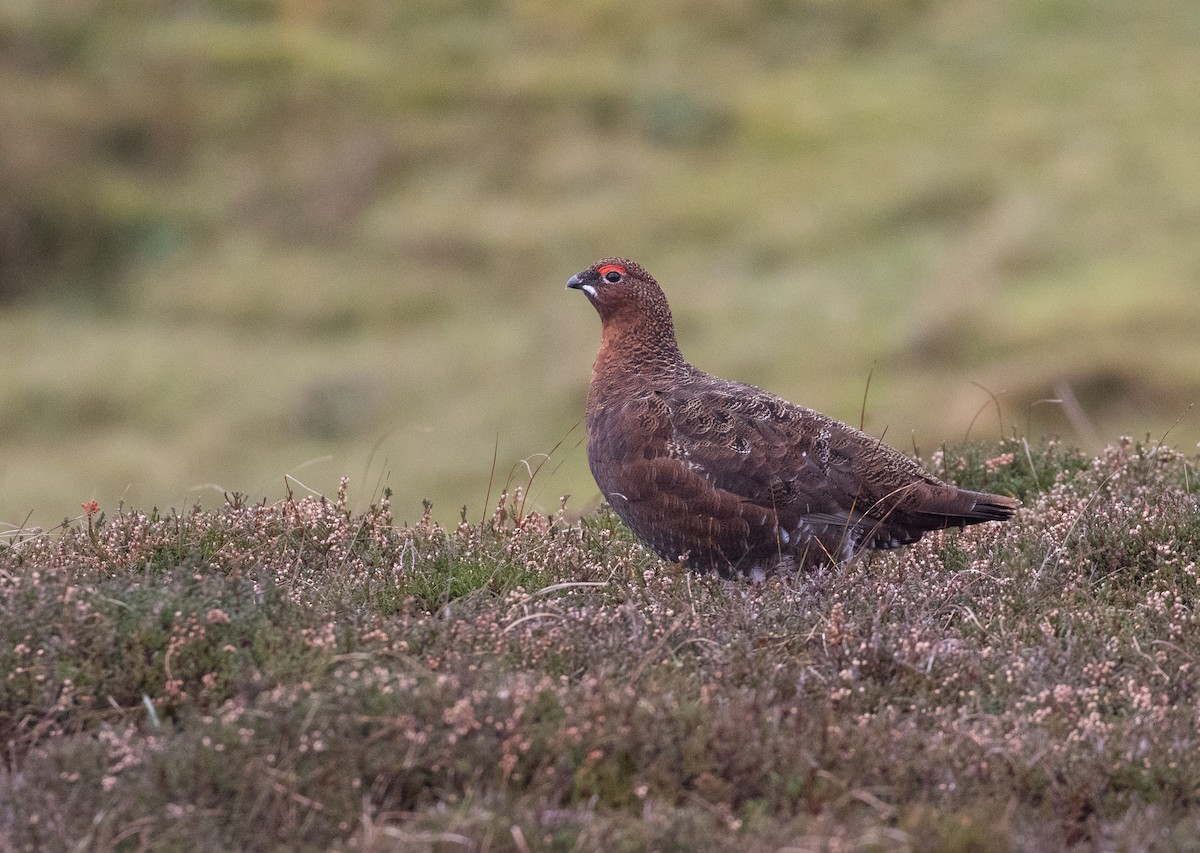 Lagopède des saules (scotica/hibernica) - ML643195758