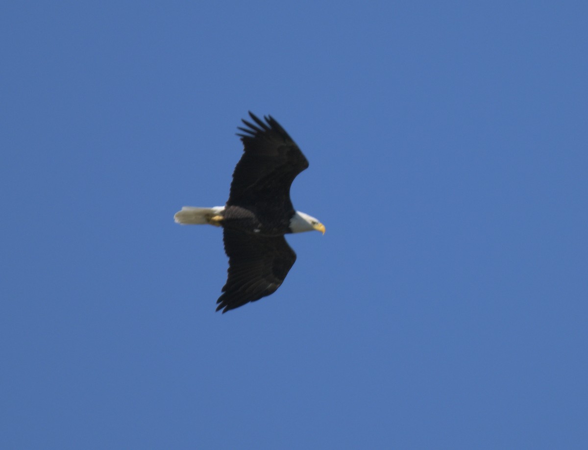 Bald Eagle - ML643195762