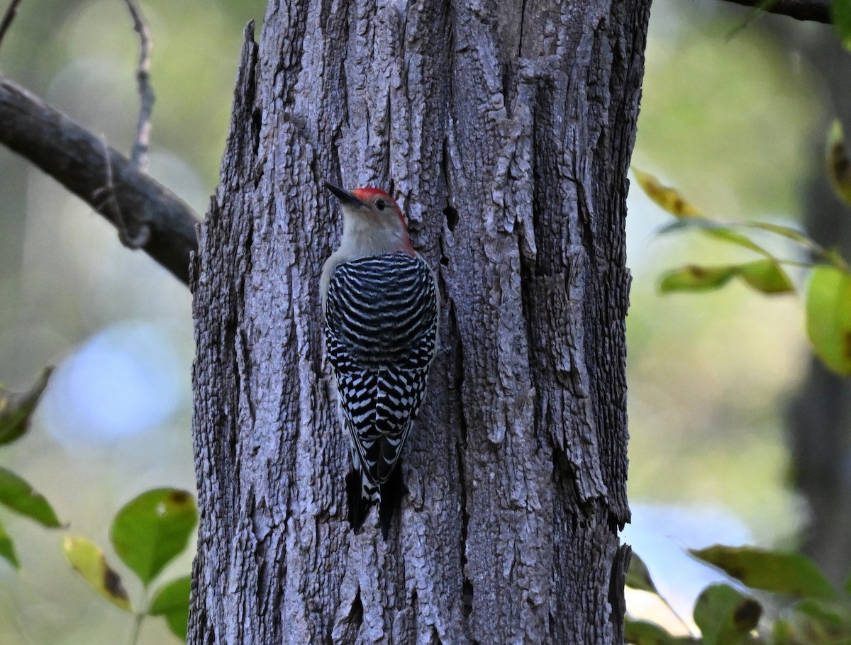 Red-bellied Woodpecker - ML643195766