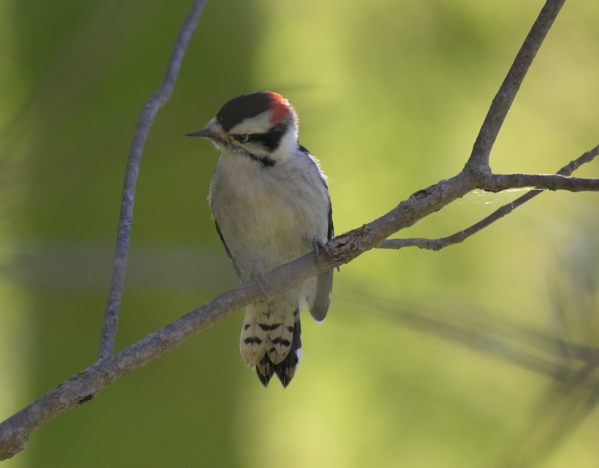 Downy Woodpecker - ML643195769