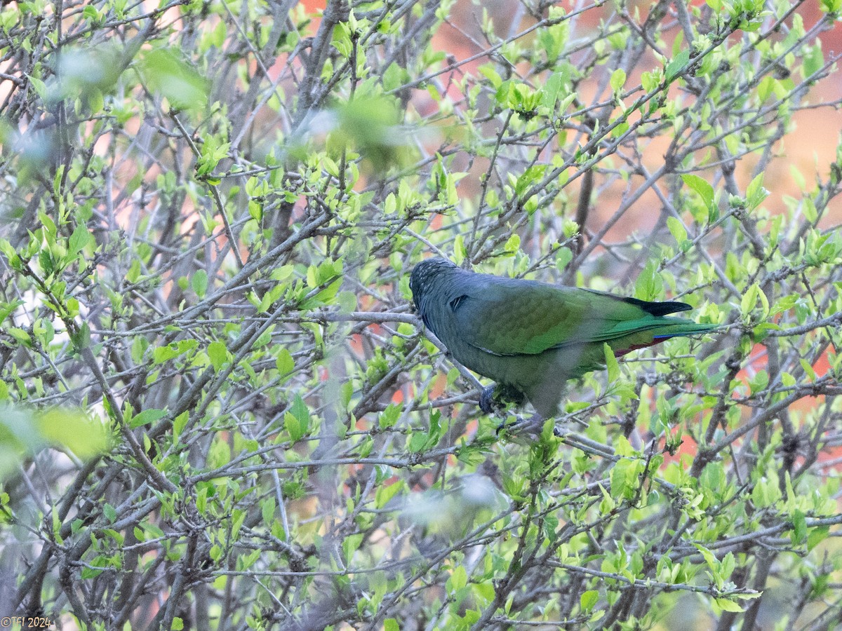 Scaly-headed Parrot - ML643195774