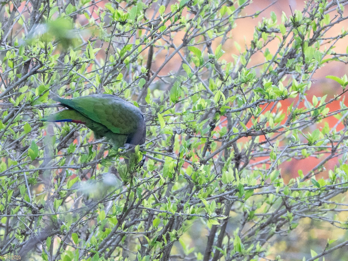 Scaly-headed Parrot - ML643195776