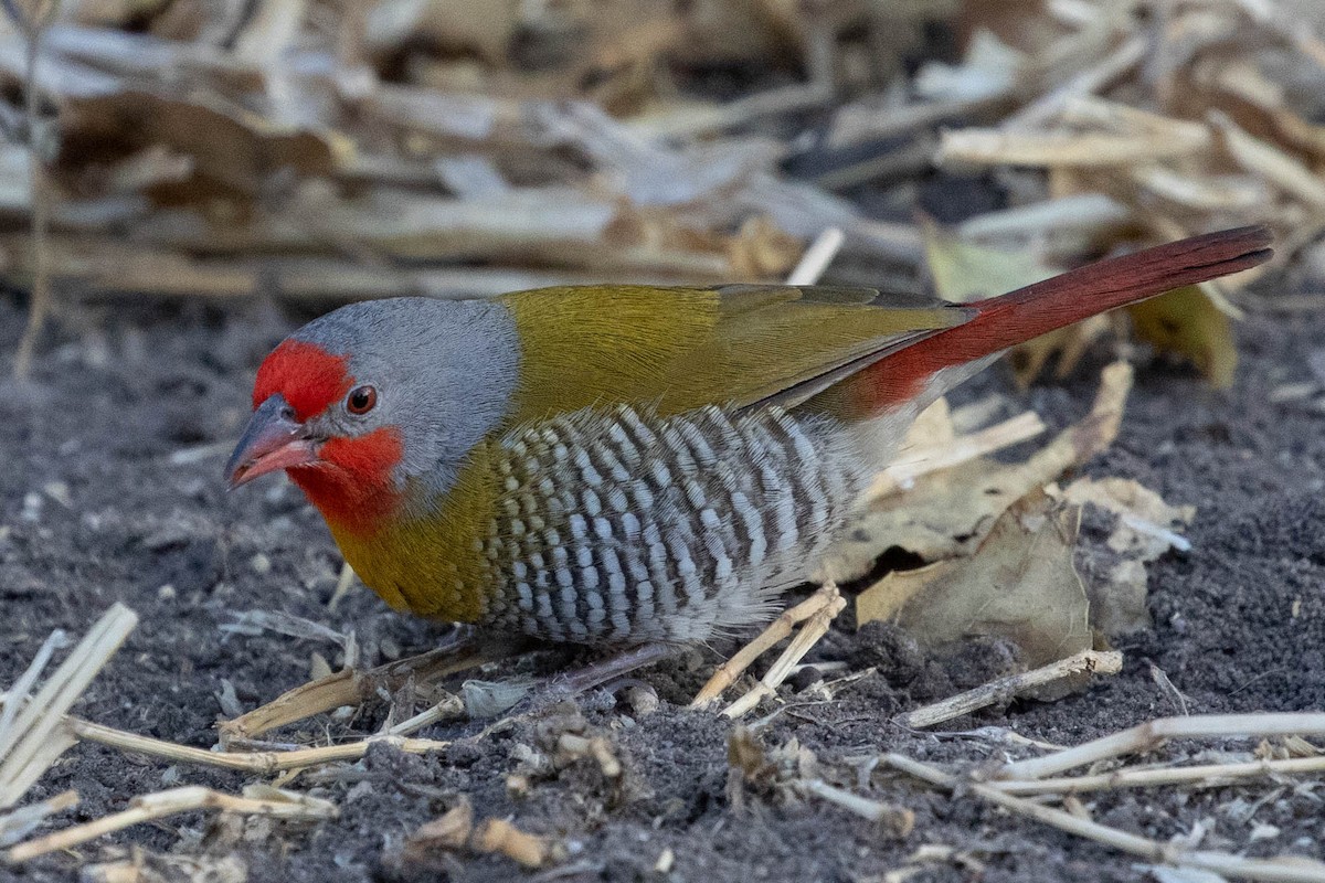 Green-winged Pytilia - ML643195777