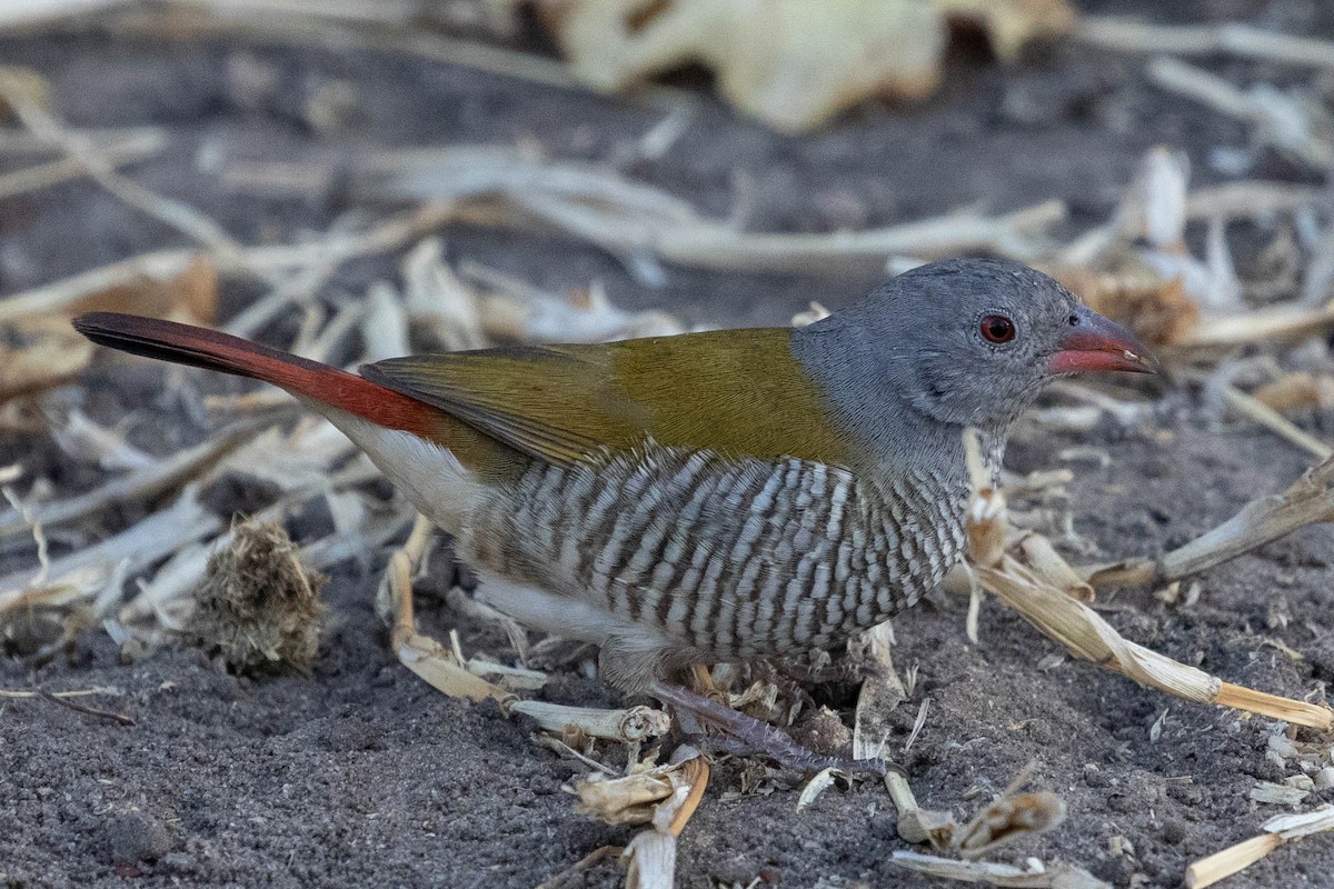 Green-winged Pytilia - ML643195778