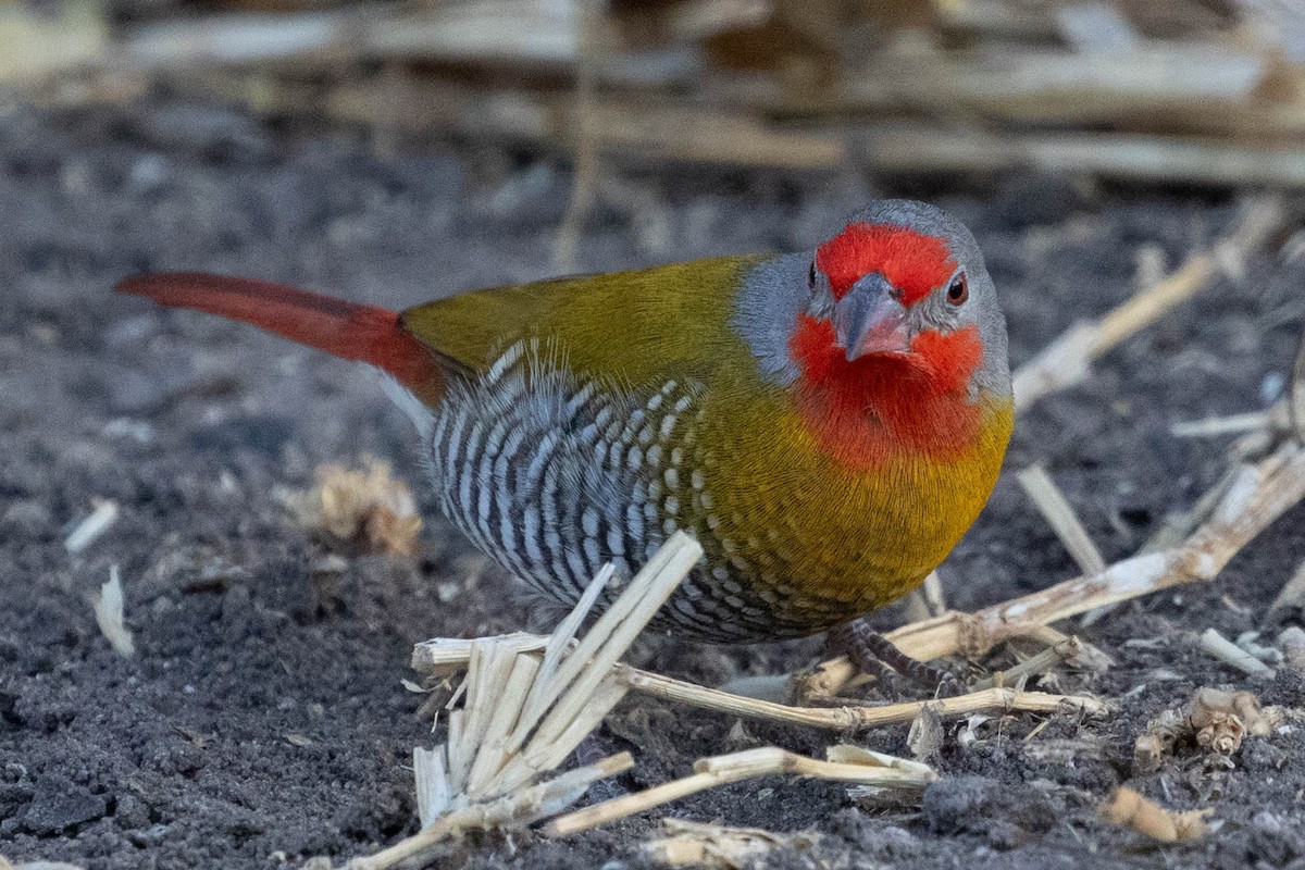 Green-winged Pytilia - ML643195779