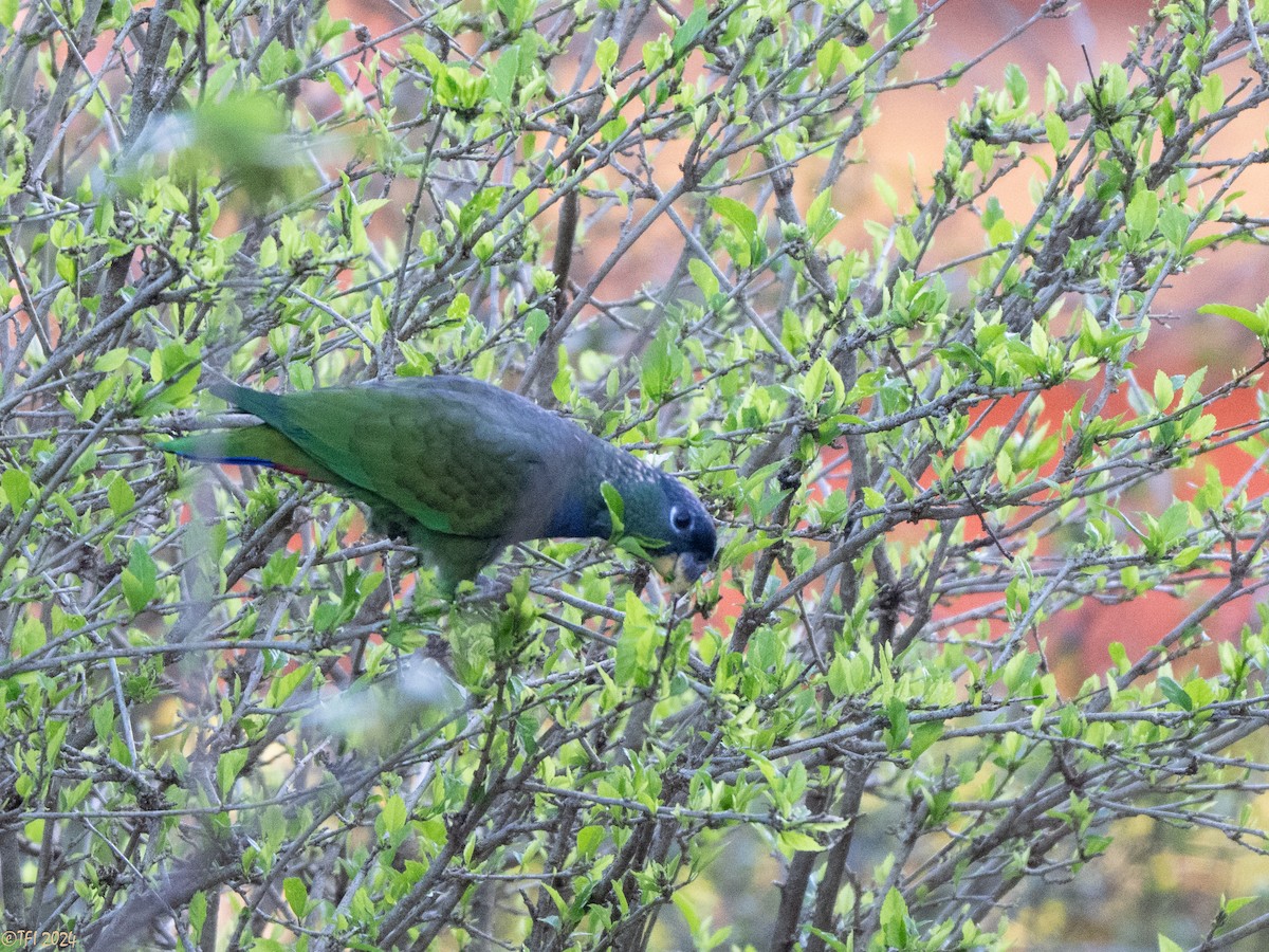 Scaly-headed Parrot - ML643195781