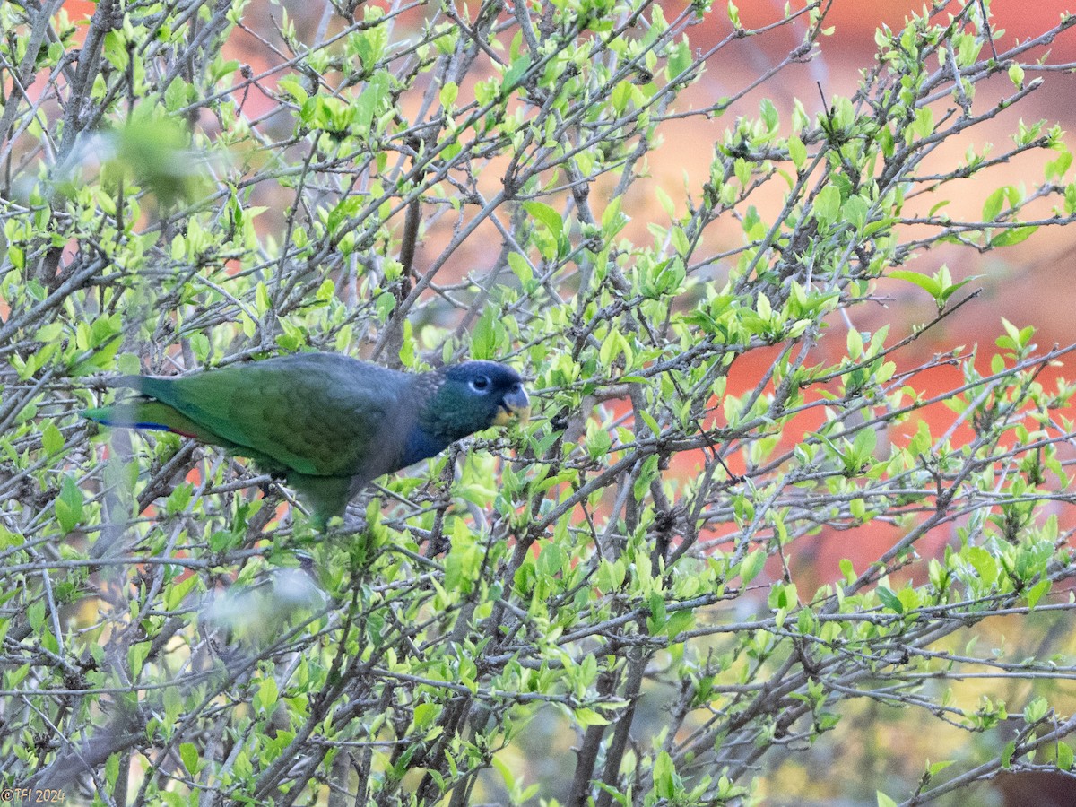 Scaly-headed Parrot - ML643195782