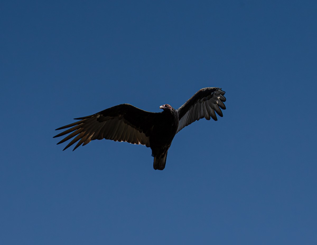 Turkey Vulture - ML643195784