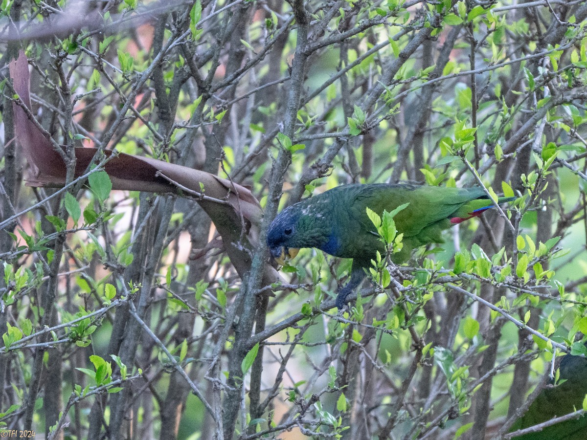 Scaly-headed Parrot - ML643195786