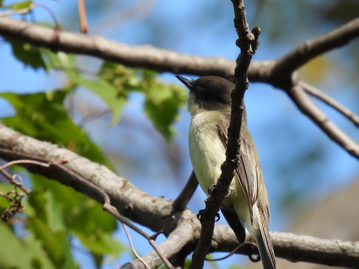 Eastern Phoebe - ML643195787