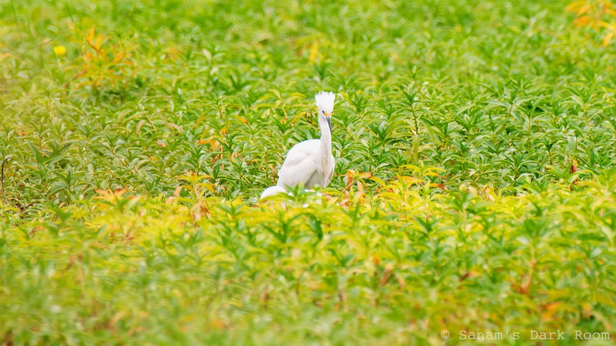 Snowy Egret - ML643195788