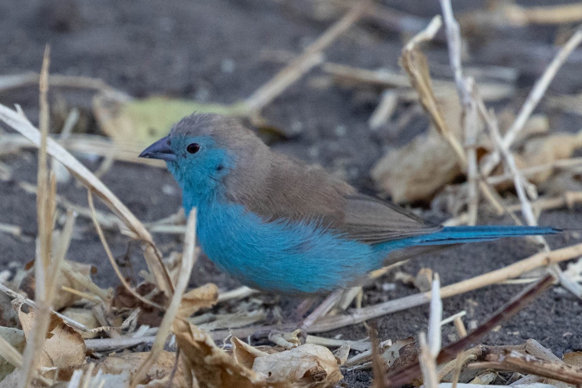 Southern Cordonbleu - ML643195789