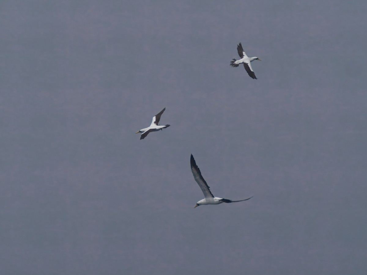 Masked Booby - ML643195790