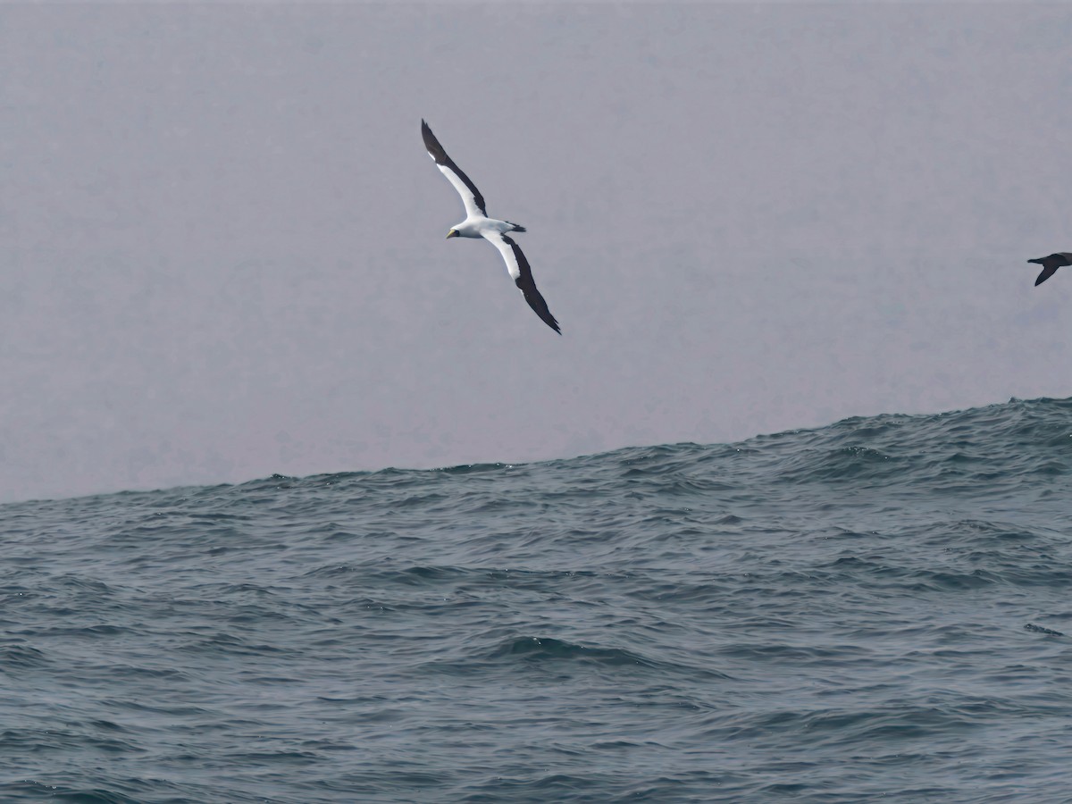 Masked Booby - ML643195791