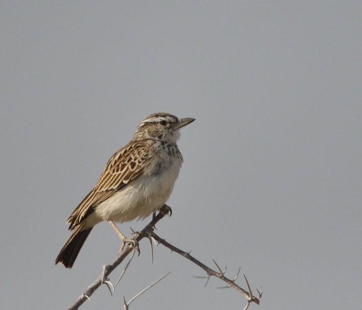 Sabota Lark - ML643195793