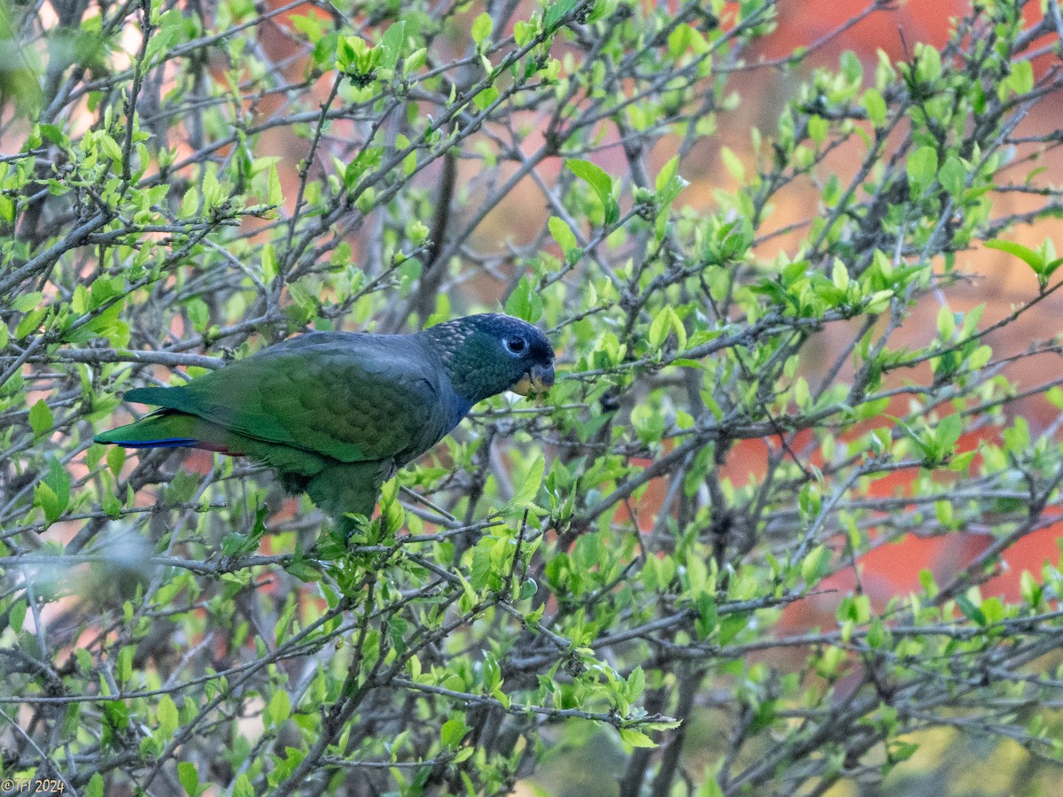 Scaly-headed Parrot - ML643195794