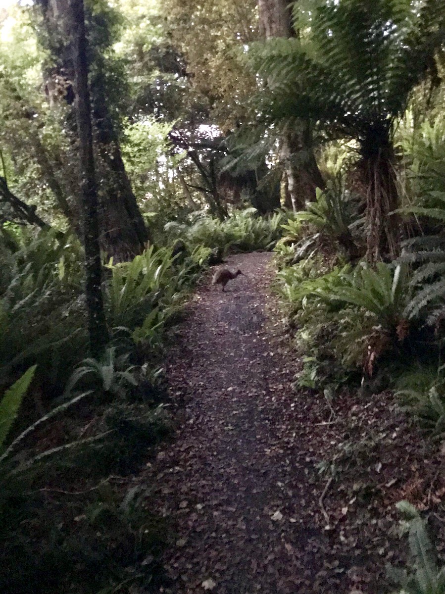 Southern Brown Kiwi - ML643195800