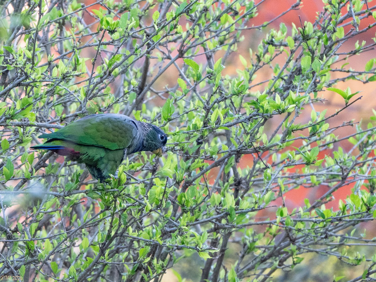 Scaly-headed Parrot - ML643195801