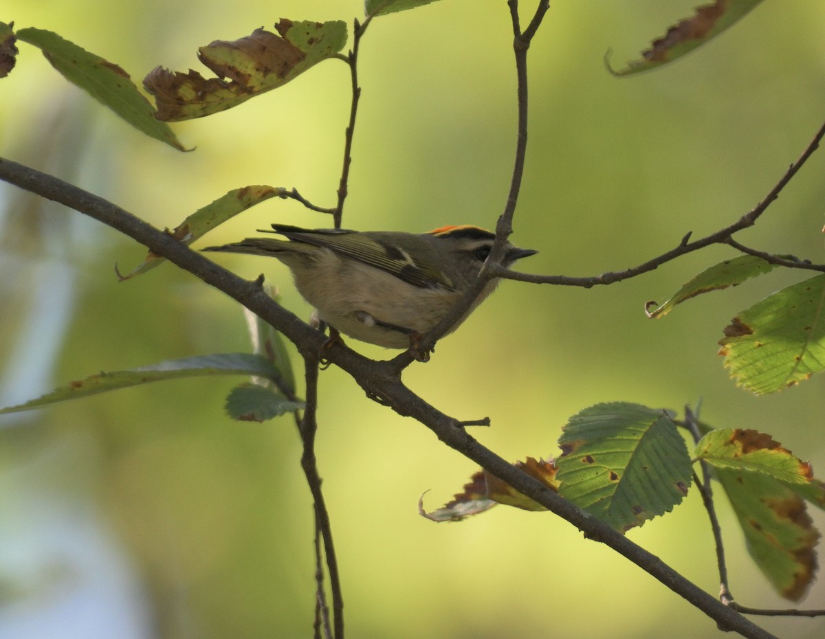 Golden-crowned Kinglet - ML643195802