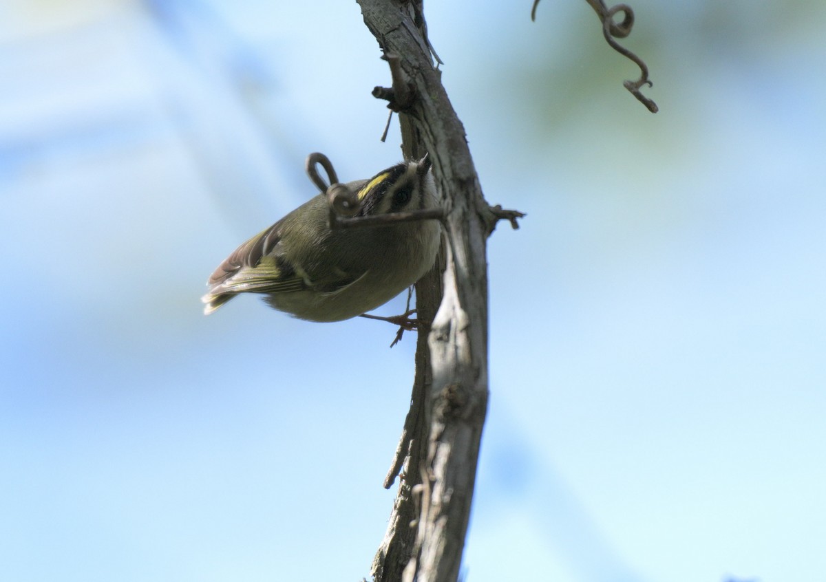 Golden-crowned Kinglet - ML643195803