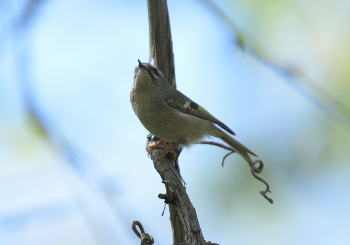 Golden-crowned Kinglet - ML643195804