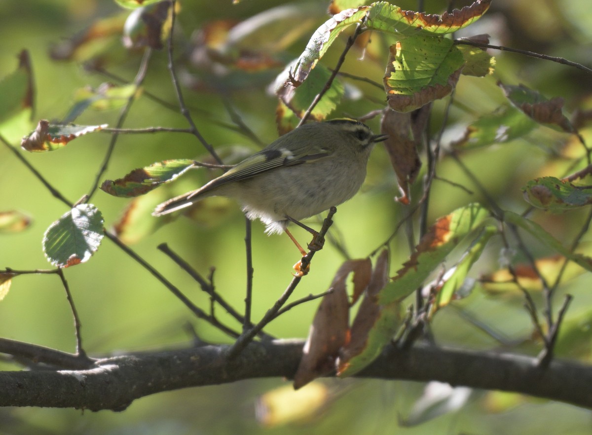 Golden-crowned Kinglet - ML643195805