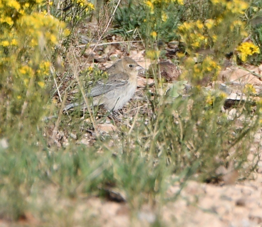 Lazuli Bunting - ML643195806