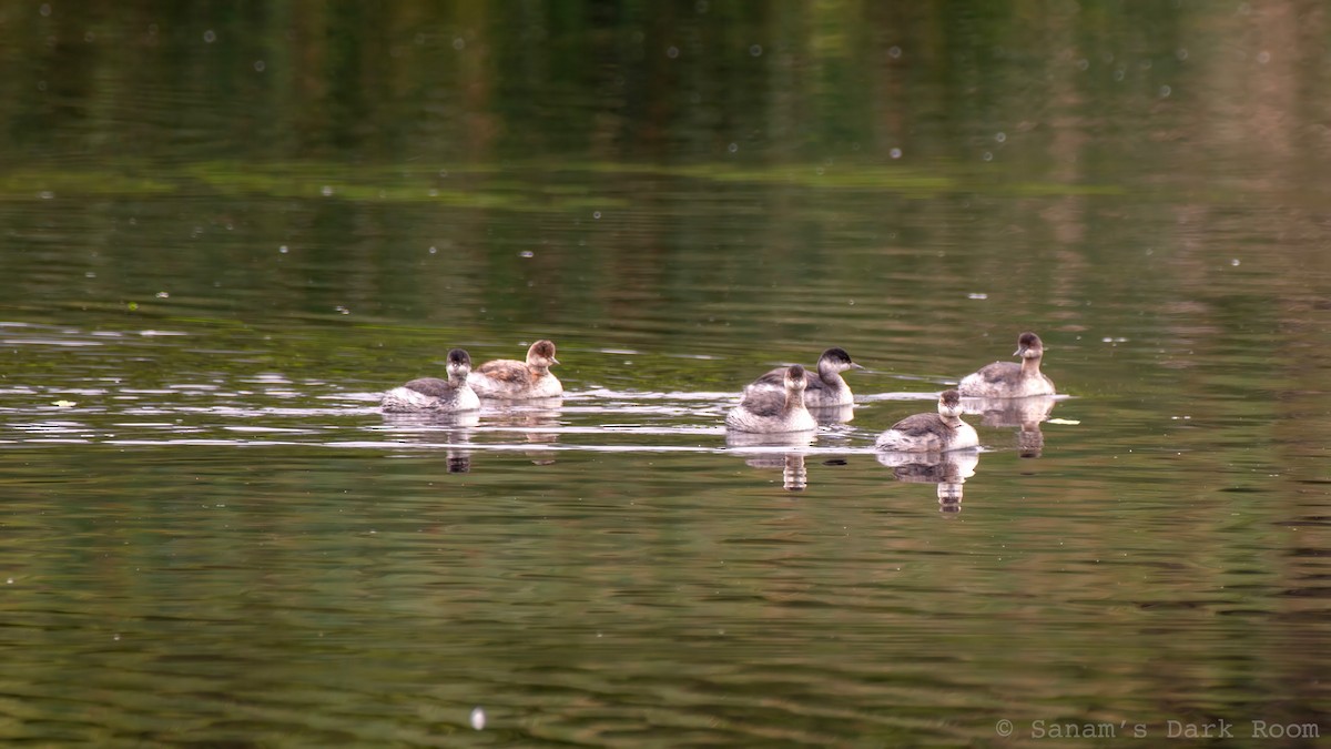 Eared Grebe - ML643195807