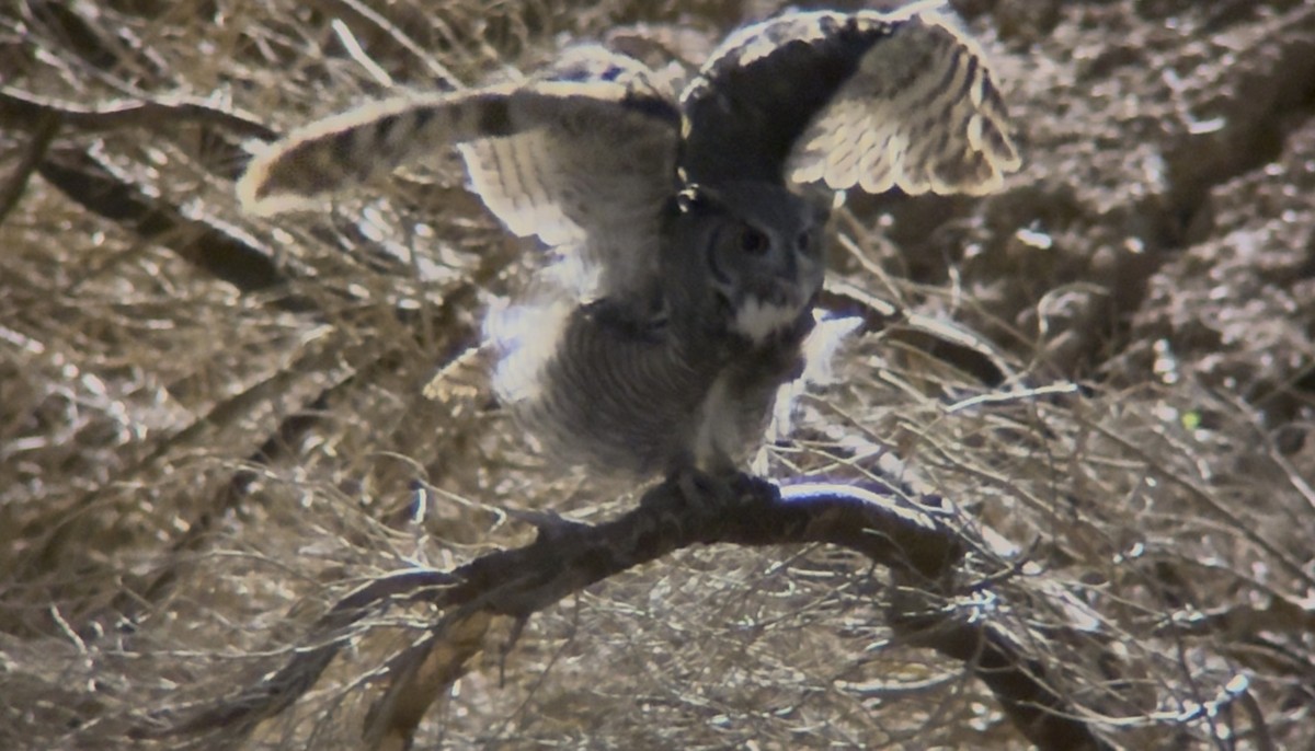Great Horned Owl - ML643195808
