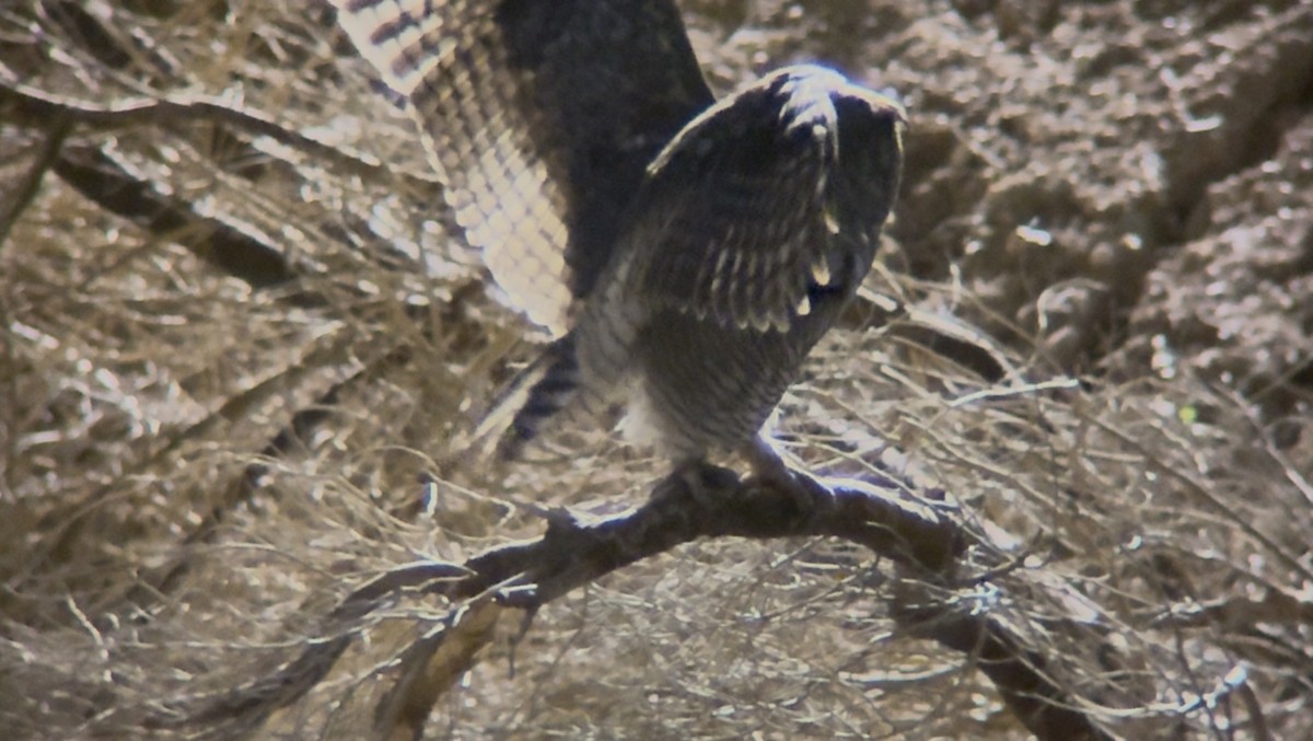 Great Horned Owl - ML643195809