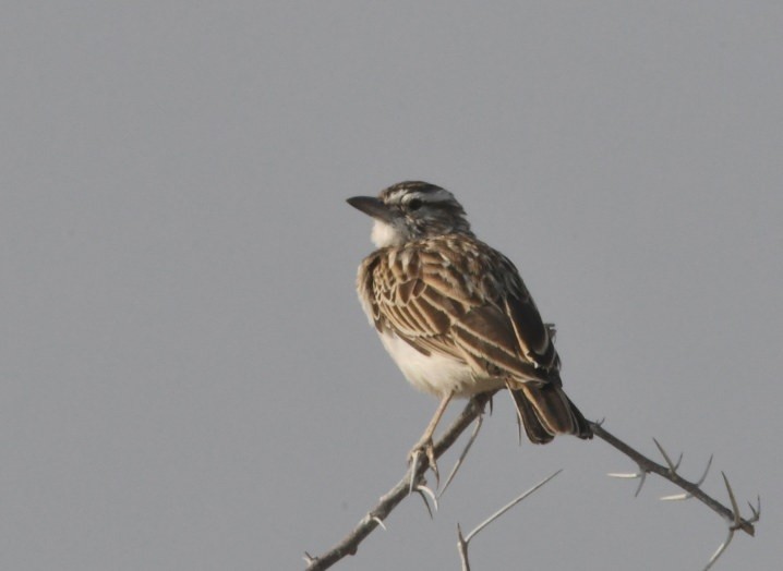Sabota Lark - ML643195810