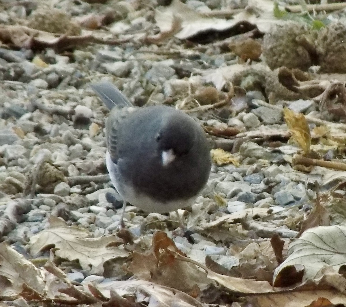 Dark-eyed Junco - ML643195812