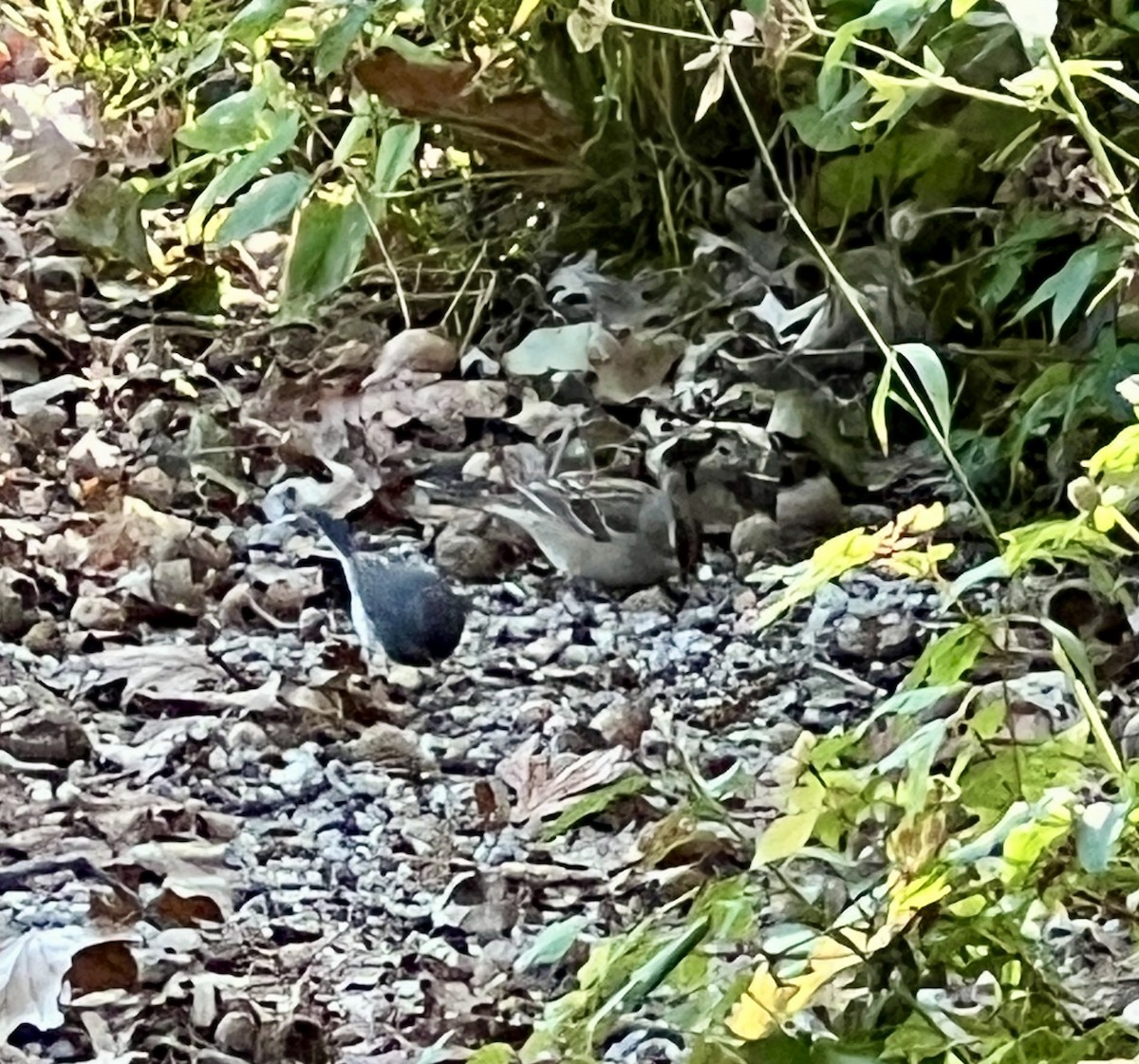 Dark-eyed Junco - ML643195813