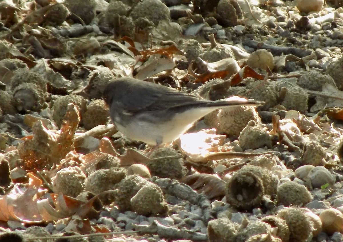 Dark-eyed Junco - ML643195814