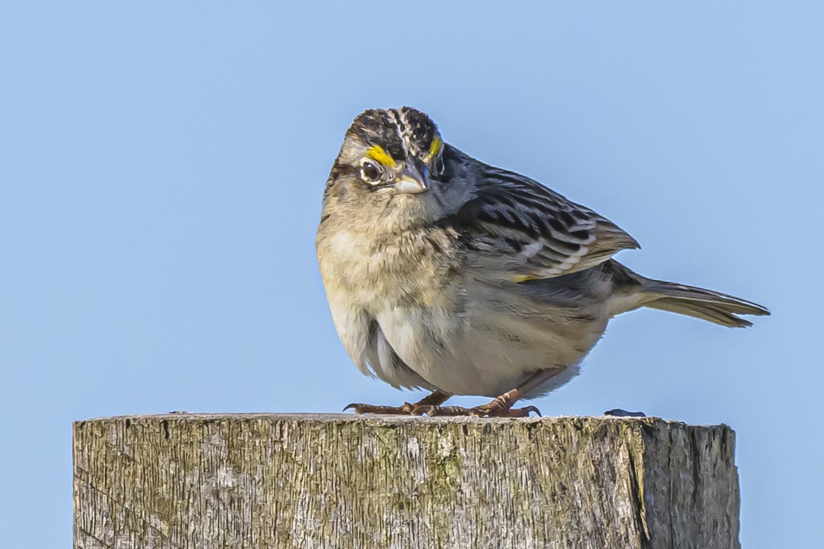 Grassland Sparrow - ML643195815
