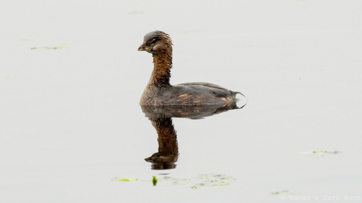 Pied-billed Grebe - ML643195816