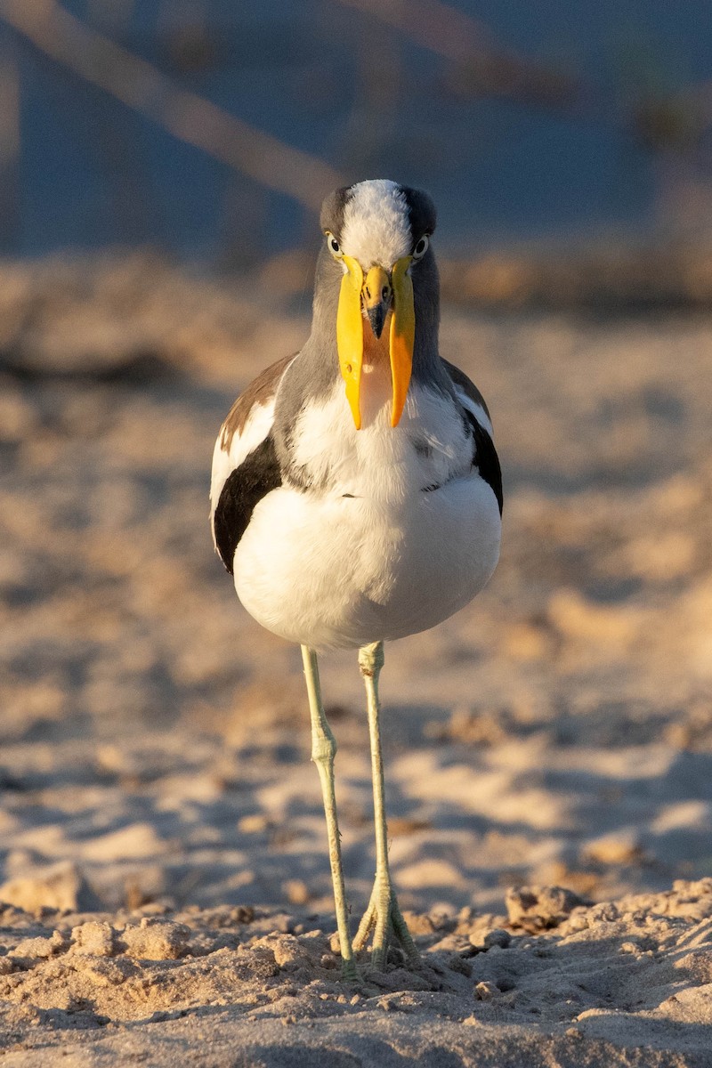 White-crowned Lapwing - ML643195817