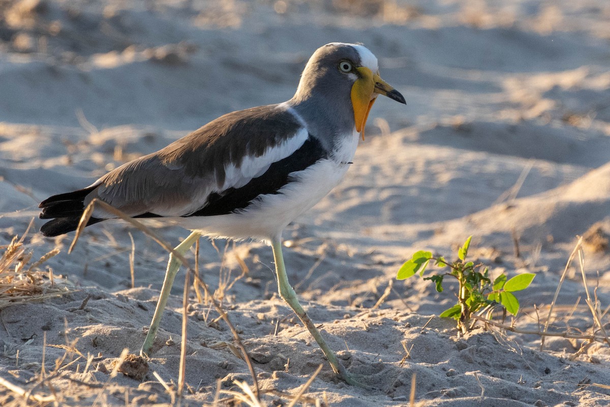 White-crowned Lapwing - ML643195818