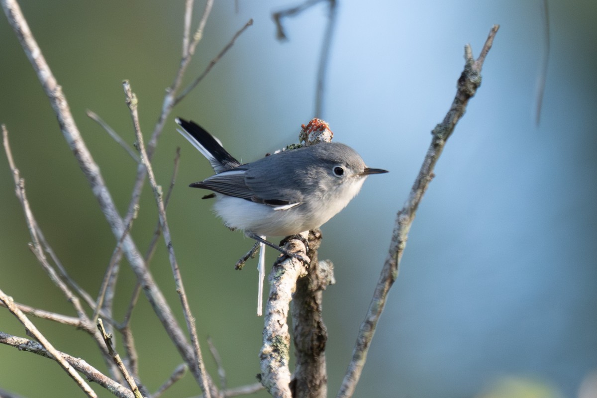 Blue-gray Gnatcatcher - ML643195839
