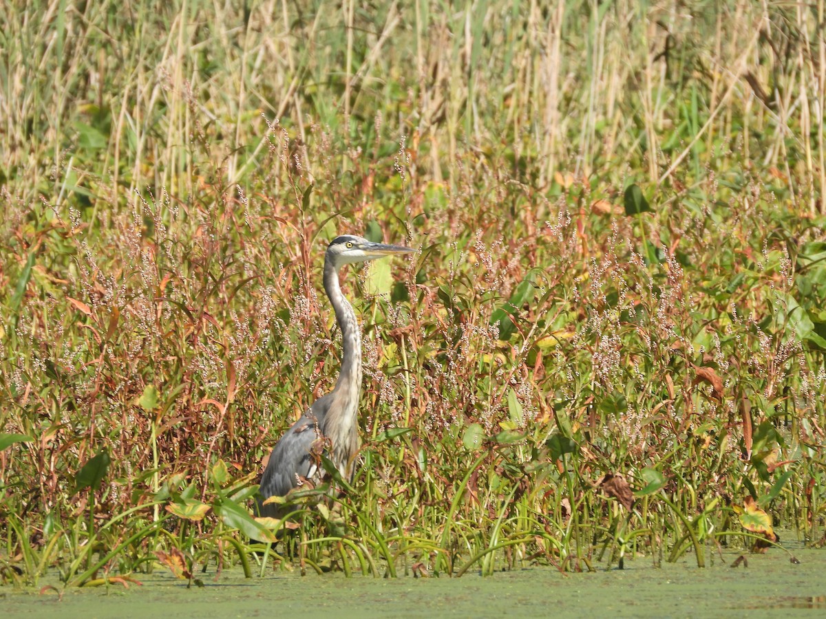 Great Blue Heron - ML643195851