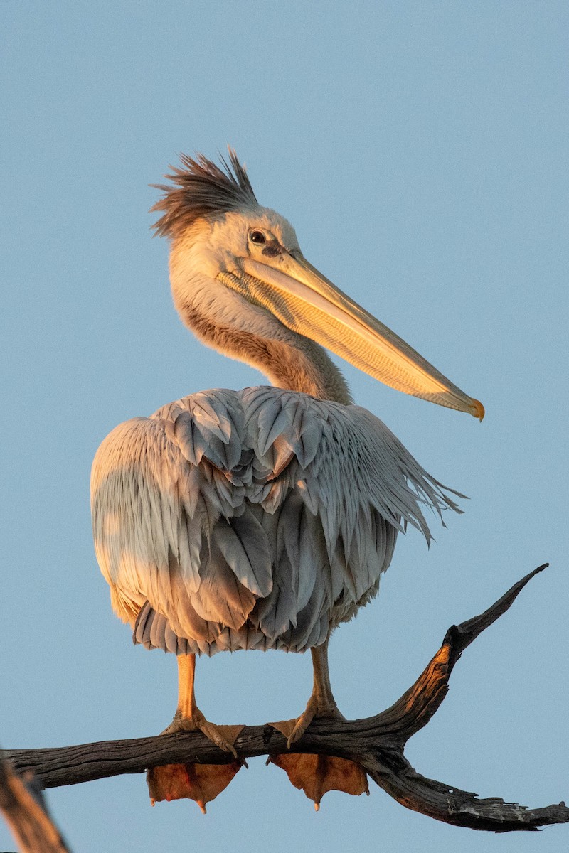 Pink-backed Pelican - ML643195862